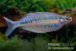 Gestreifter Regenbogenfisch, Chilatherina fasciata
