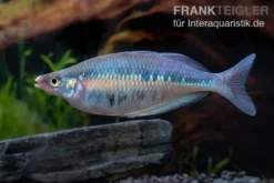 Gestreifter Regenbogenfisch, Chilatherina fasciata