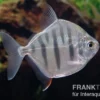 Gestreifter Scheibensalmler, Metynnis fasciatus