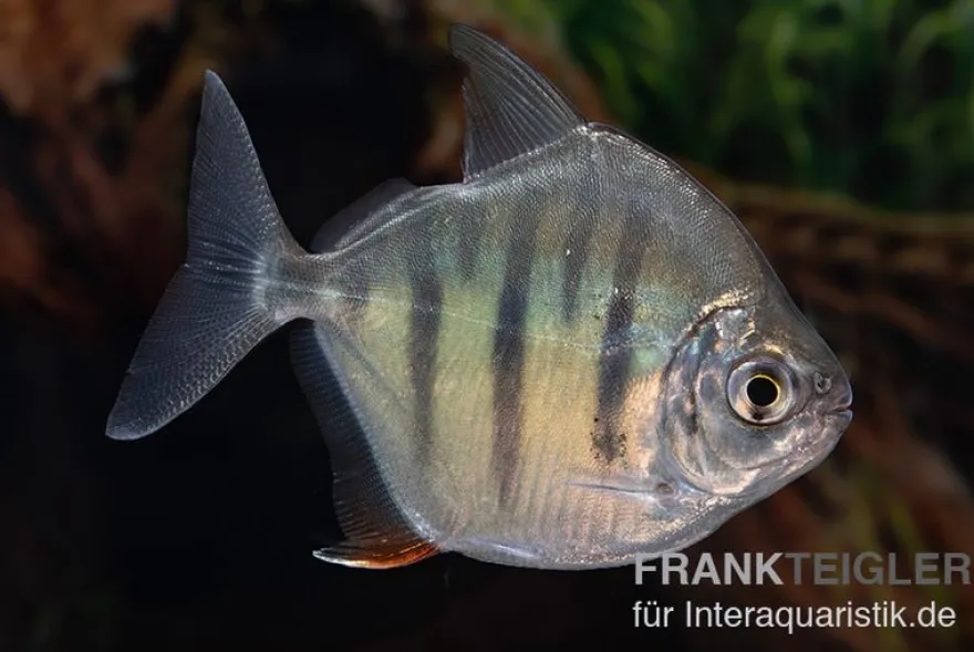 Gestreifter Scheibensalmler, Metynnis fasciatus