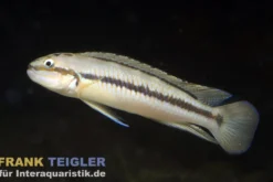 Gestreifter Schlankcichlide, Telmatochromis vittatus, ca. 4 cm