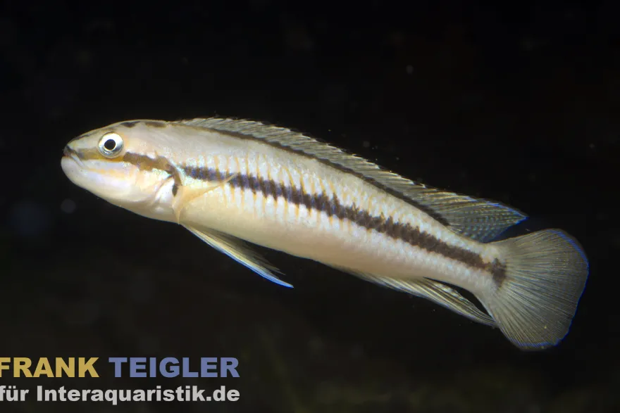 Gestreifter Schlankcichlide, Telmatochromis vittatus, ca. 4 cm