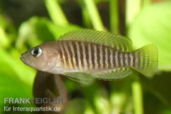 Gestreifter Schneckenbuntbarsch, Neolamprologus multifasciatus, DNZ
