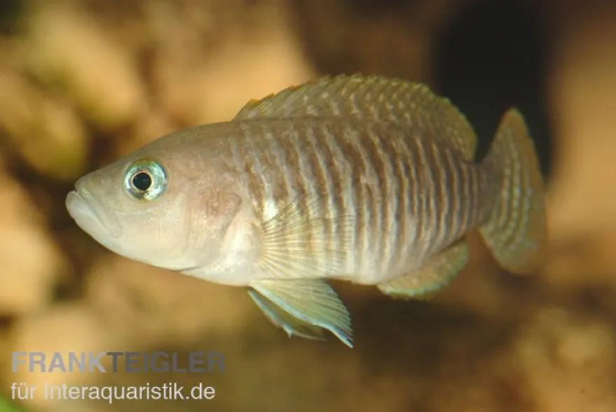 Gestreifter Schneckenbuntbarsch, Neolamprologus multifasciatus, DNZ