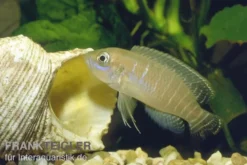 Gestreifter Schneckenbuntbarsch, Neolamprologus multifasciatus, DNZ