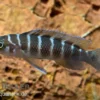 Gestreifter Tanganjikabuntbarsch, Neolamprologus cylindricus