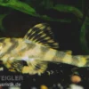 Gestreifter Zwergschilderwels, L15, Peckoltia vittata, 8-10 cm