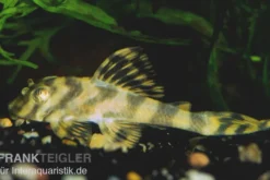 Gestreifter Zwergschilderwels, L15, Peckoltia vittata, 8-10 cm