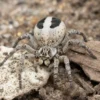 Gestreifte Samtspinne, Stegodyphus lineatus