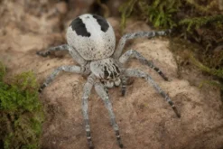 Gestreifte Samtspinne, Stegodyphus lineatus