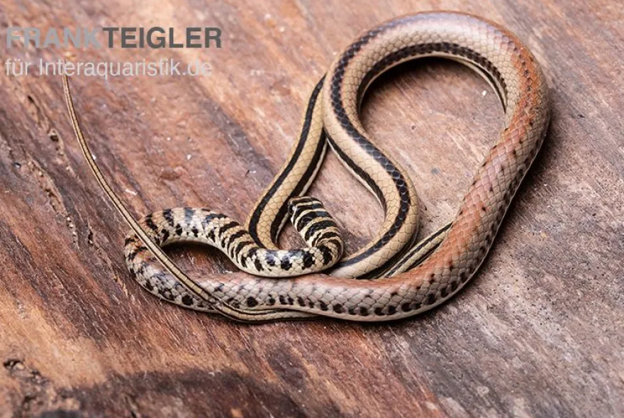 Gestreifte Sumpfschlange, Psammophis praeornatus