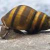 Gestreifte Turmdeckelschnecke, Brotia dautzenbergiana