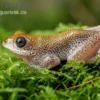 Getupfter Riedfrosch, Hyperolius guttulatus