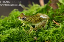 Getupfter Riedfrosch, Hyperolius guttulatus