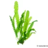 Gewellte Madagaskar Wasserähre, Aponogeton longiplumulosus