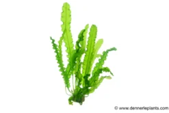 Gewellte Madagaskar Wasserähre, Aponogeton longiplumulosus