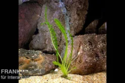 Gewellte Madagaskar Wasserähre, Aponogeton longiplumulosus