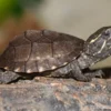 Gewöhnliche Moschusschildkröte, Sternotherus odoratus