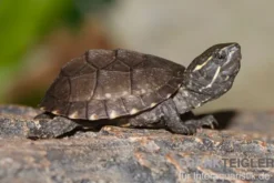Gewöhnliche Moschusschildkröte, Sternotherus odoratus