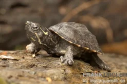 Gewöhnliche Moschusschildkröte, Sternotherus odoratus
