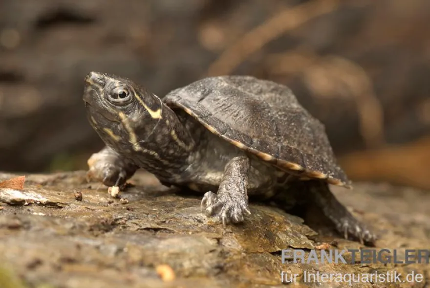 Gewöhnliche Moschusschildkröte, Sternotherus odoratus