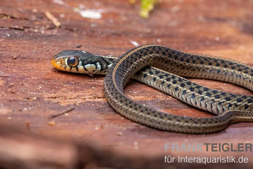 Gewöhnliche Strumpfbandnatter, Thamnophis sirtalis
