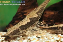Ghazzi-Störwels, Sturisoma cf. ghazziae, 10-12 cm
