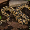 GHI-Clown-Königspython, Python regius