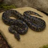 GHI-Königspython, Python regius