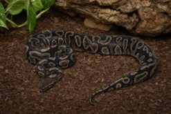 GHI-Königspython, Python regius