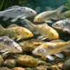 Ghost-Koi Farbmix, Cyprinus carpio, 6-9 cm