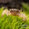 Ghost-Zwergkrabbe, Potamocypoda pugil