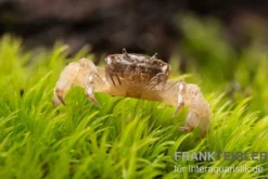 Ghost-Zwergkrabbe, Potamocypoda pugil