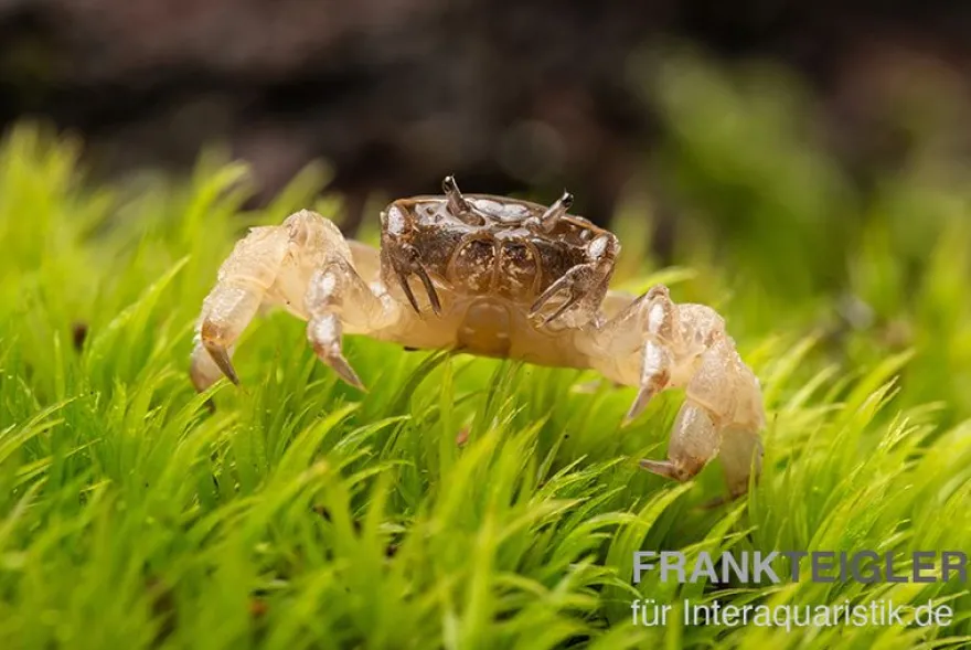 Ghost-Zwergkrabbe, Potamocypoda pugil