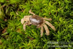 Ghost-Zwergkrabbe, Potamocypoda pugil