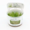 Giant moss, Taxiphyllum sp. "Giant", In Vitro