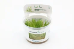 Giant moss, Taxiphyllum sp. "Giant", In Vitro