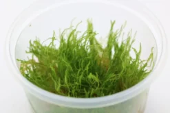 Giant moss, Taxiphyllum sp. "Giant", In Vitro