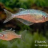 Gidomen-Regenbogenfisch, Glossolepis spec. Gidomen