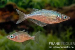 Gidomen-Regenbogenfisch, Glossolepis spec. Gidomen