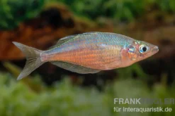 Gidomen-Regenbogenfisch, Glossolepis spec. Gidomen