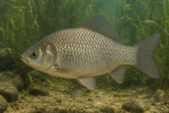 Giebel, Silberkarausche, Carassius gibelio, 12-15 cm (Kaltwasser)