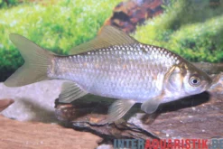 Giebel, Silberkarausche, Carassius gibelio, 12-15 cm (Kaltwasser)