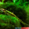 Giftgrüner Bodensalmler, Ammocryptocharax elegans, 4-5 cm