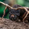 Gigas-Bockkäfer, Petrognata gigas