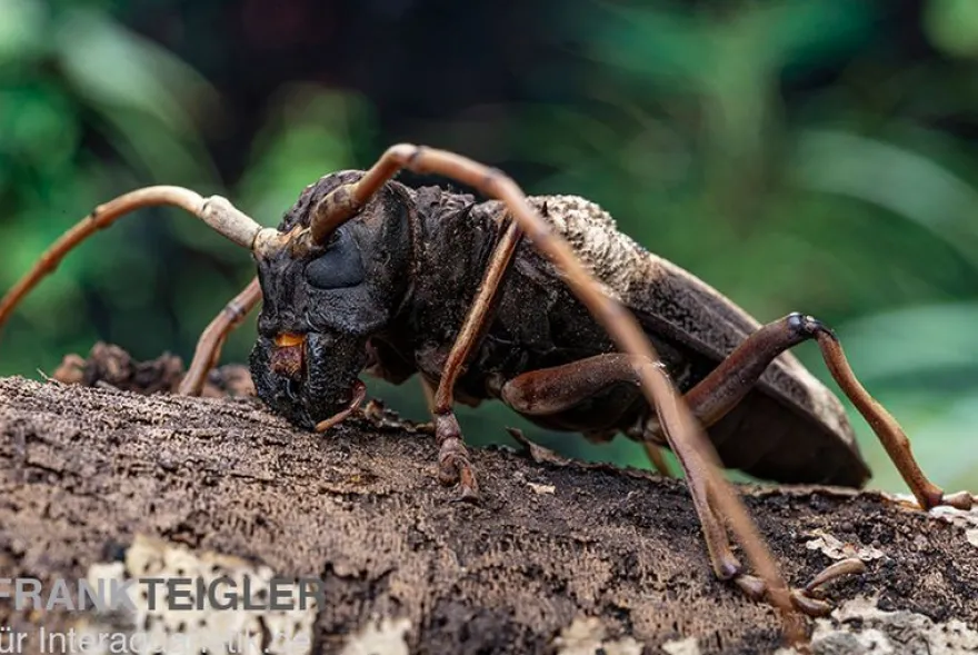 Gigas-Bockkäfer, Petrognata gigas