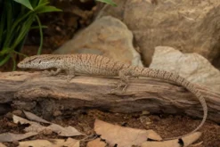 Gillens Zwergwaran, Varanus gilleni