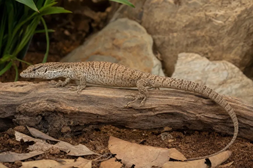 Gillens Zwergwaran, Varanus gilleni