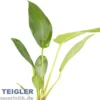 Gillets Speerblatt, Anubias gilletii, im Topf