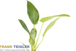 Gillets Speerblatt, Anubias gilletii, im Topf